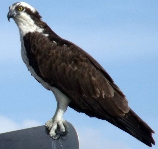 osprey bird cam