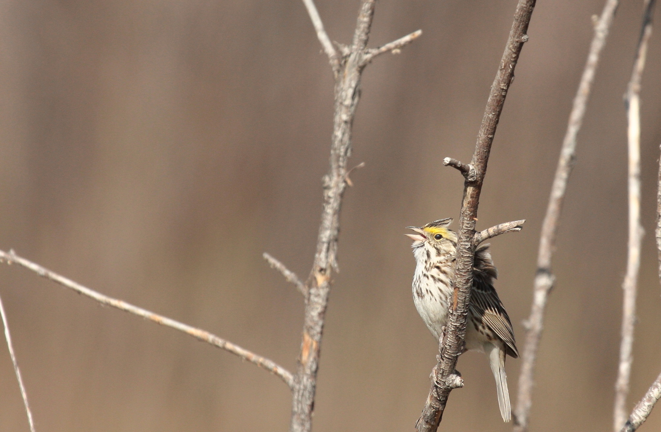 spring birds in calgary Archives Birds Calgary