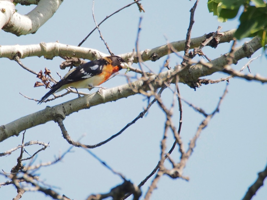  - Rose-breasted-slash-Black-headed-Grosbeak-Trevor-Churchill-1024x768