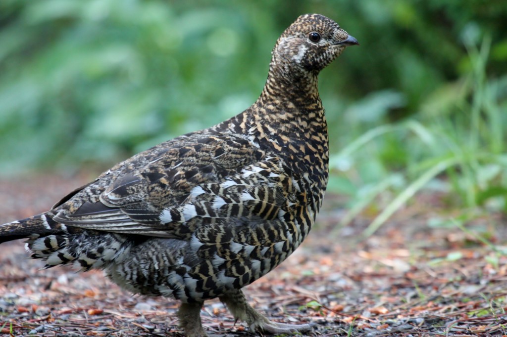 types-of-upland-game-birds