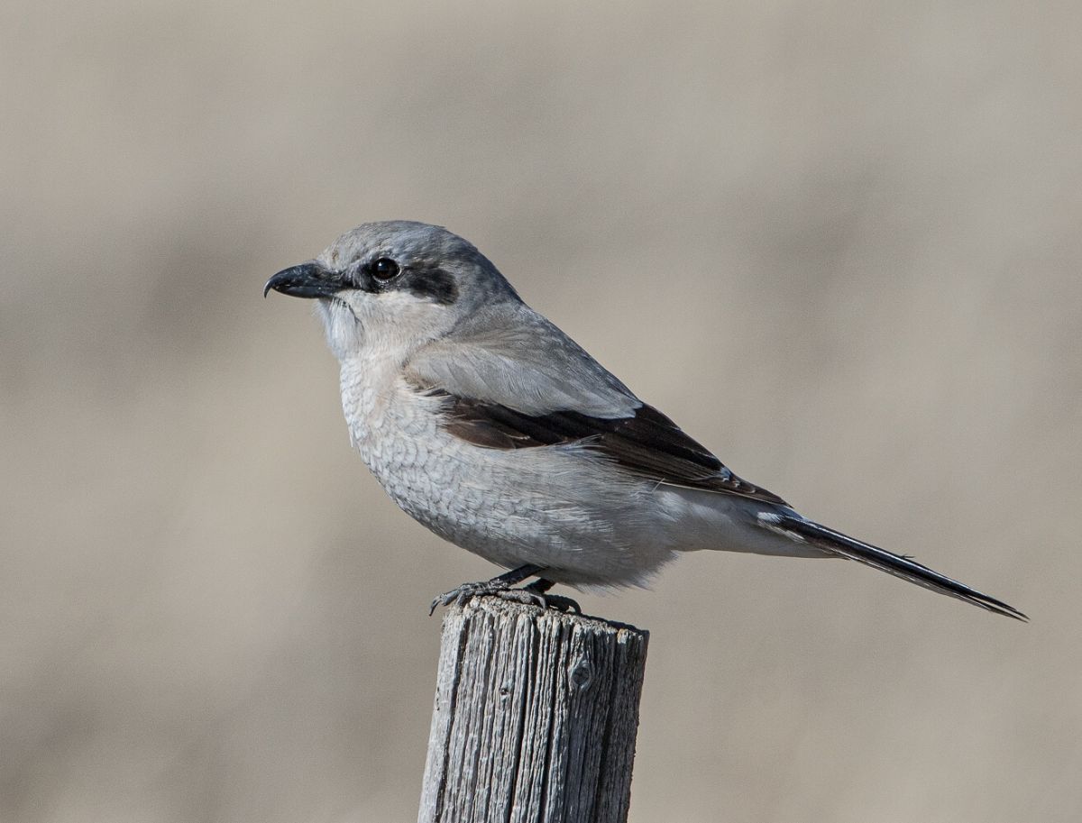 alberta-birds-archives-birds-calgary