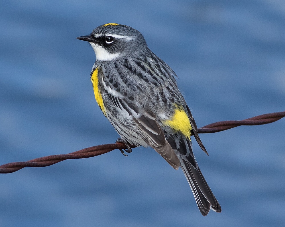 alberta-birds-archives-birds-calgary