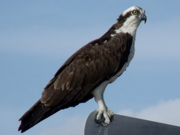 osprey bird cam