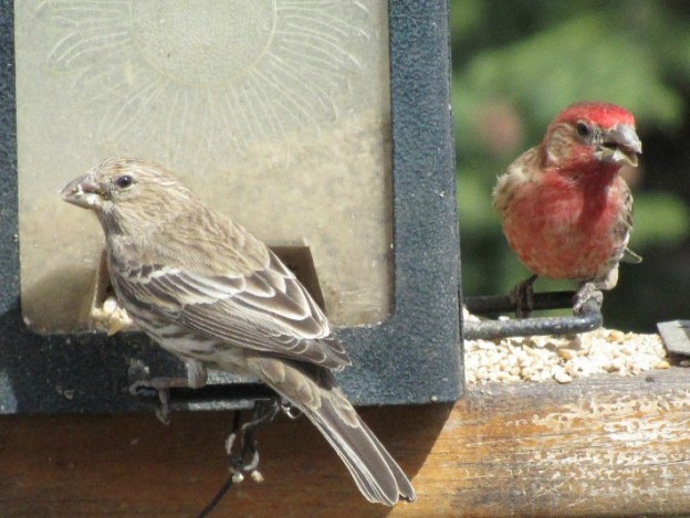 Backyard Birds: Tufted Finches - Birds Calgary