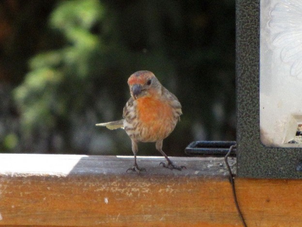 Backyard Birds: Tufted Finches - Birds Calgary