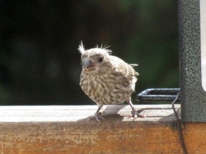 Backyard Birds: Tufted Finches - Birds Calgary