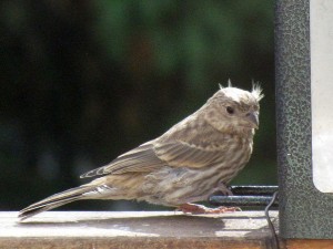 Backyard Birds: Tufted Finches - Birds Calgary