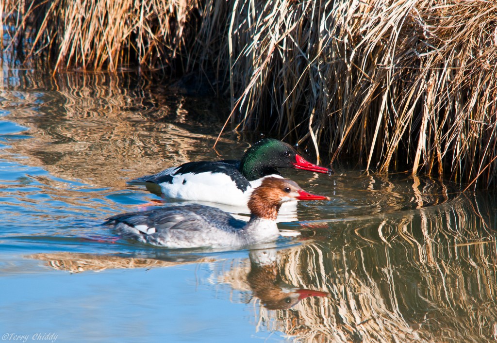 sunday-showcase-calgary-birds-birds-calgary