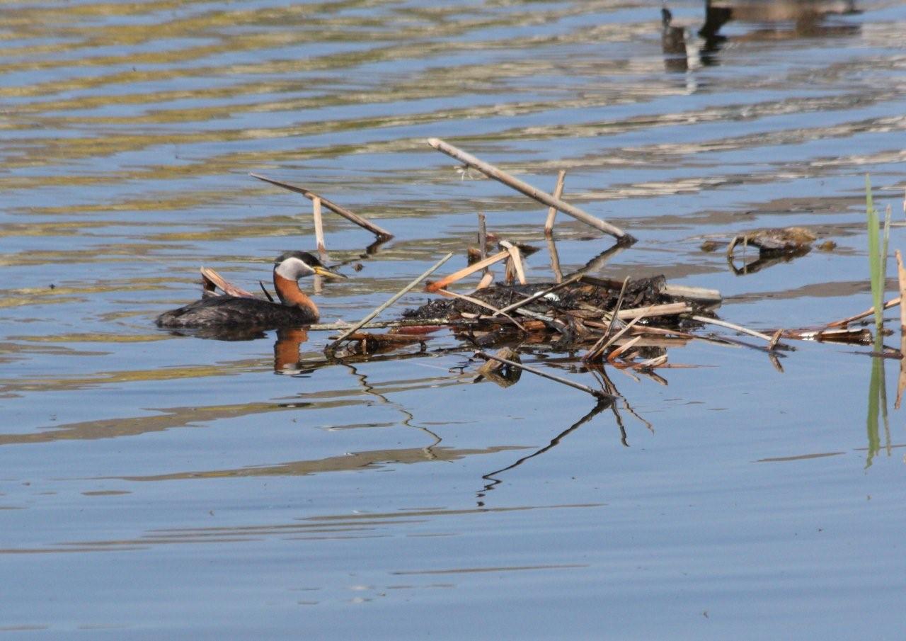 water birds in calgary Archives - Birds Calgary