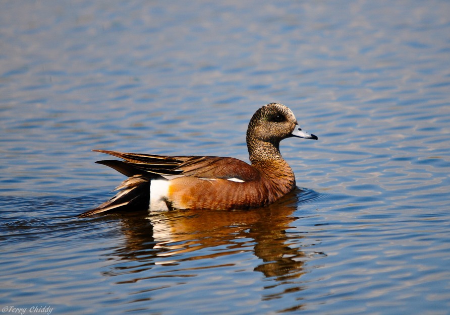 sunday-showcase-birds-in-calgary-birds-calgary