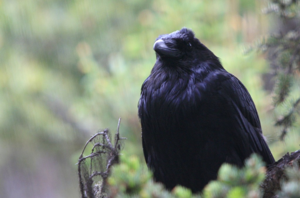 Common Raven - Birds Calgary