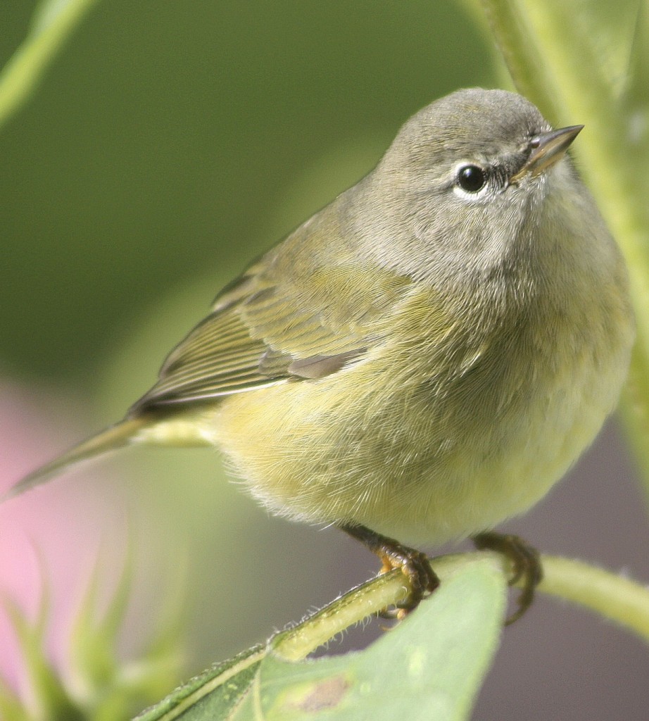 Orange Crowned Warbler Archives Birds Calgary 6923