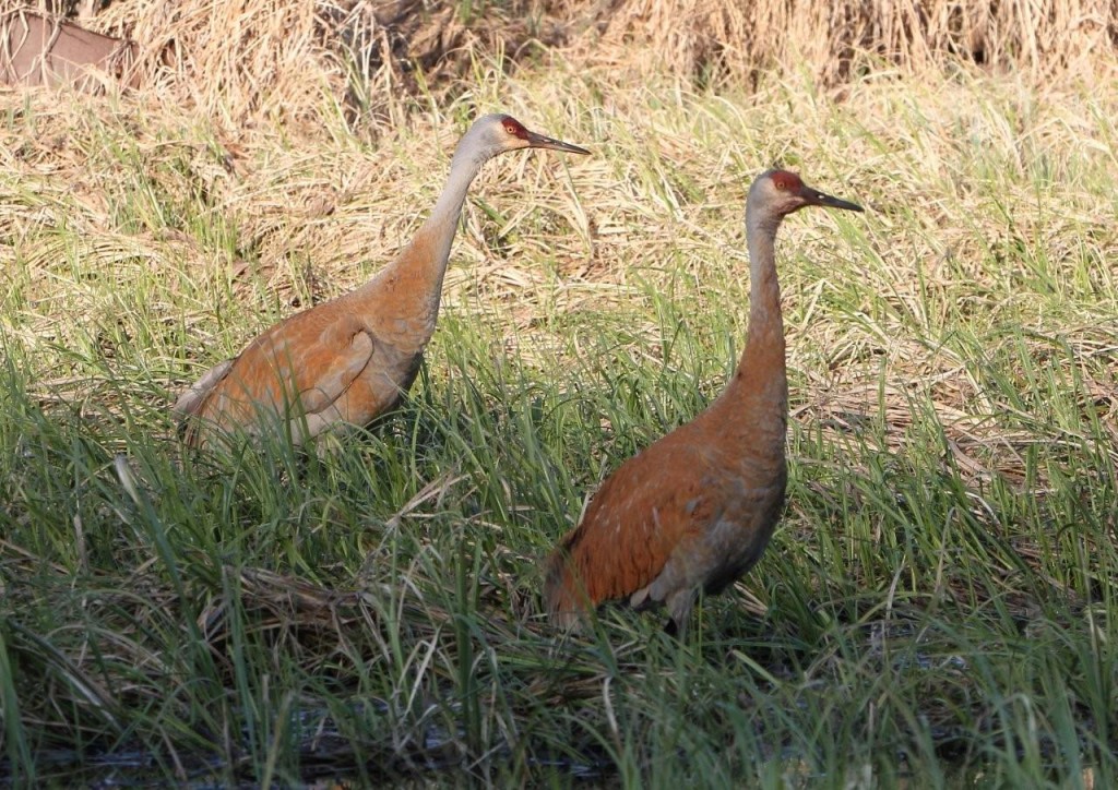 sandhill cranes