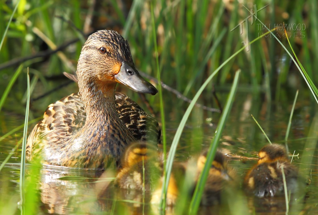 Blue-wingedTeal