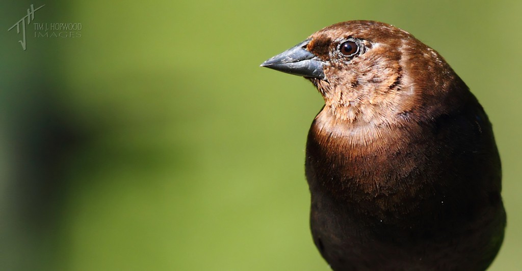 Brown-HeadedCowbird(male)