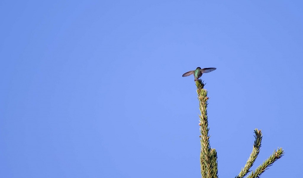 Calliope Hummingbird display