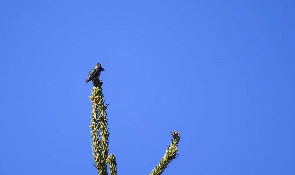 Calliope Hummingbird flaring his gorget