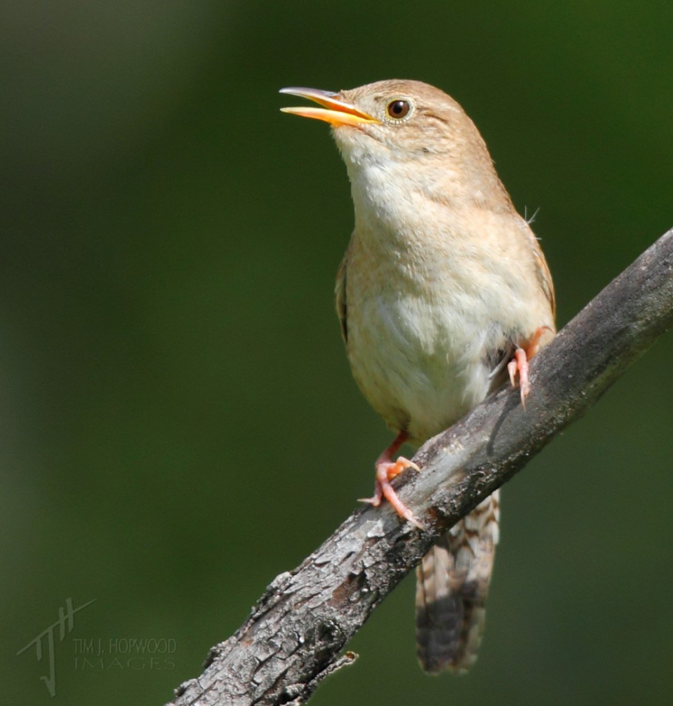 HouseWren2