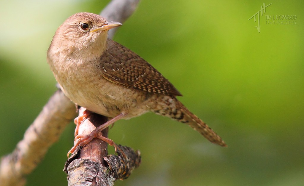 HouseWren3