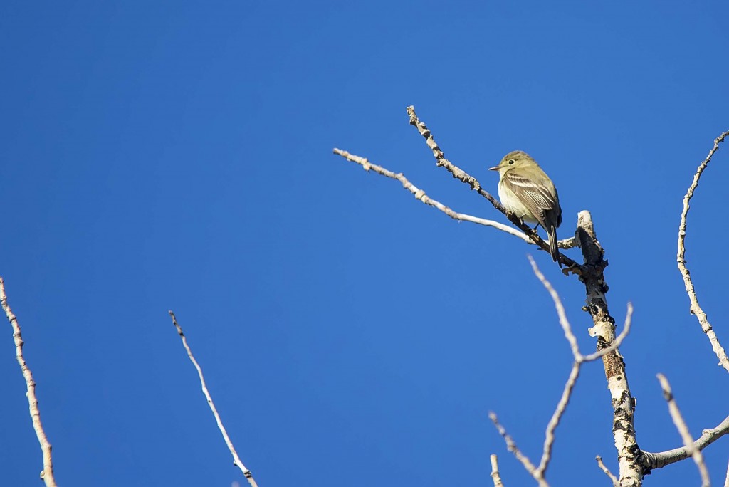 Least Flycatcher