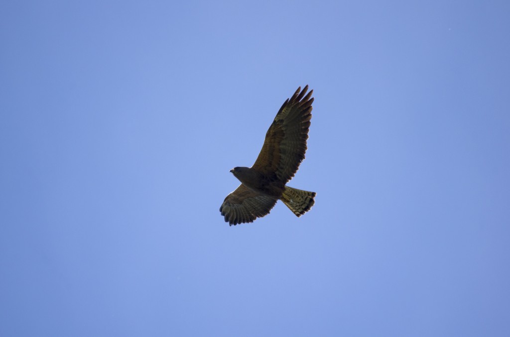 Swainson's Hawk (dark morph)