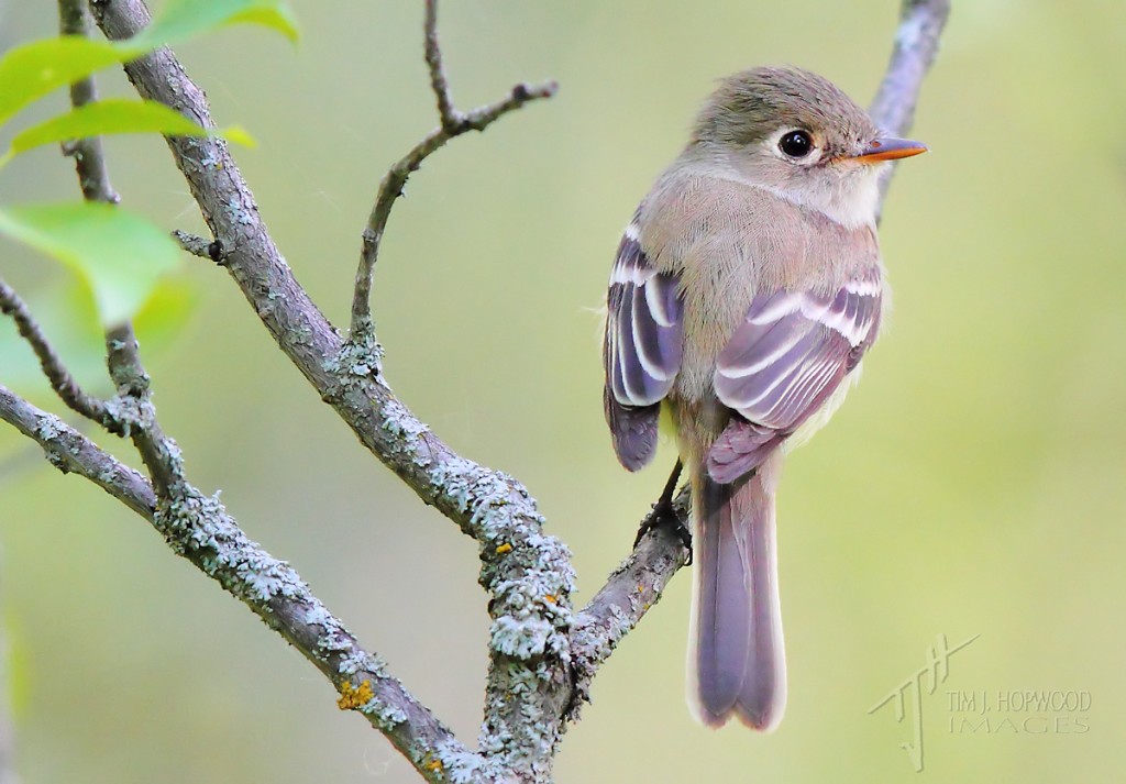 LeastFlycatcher2