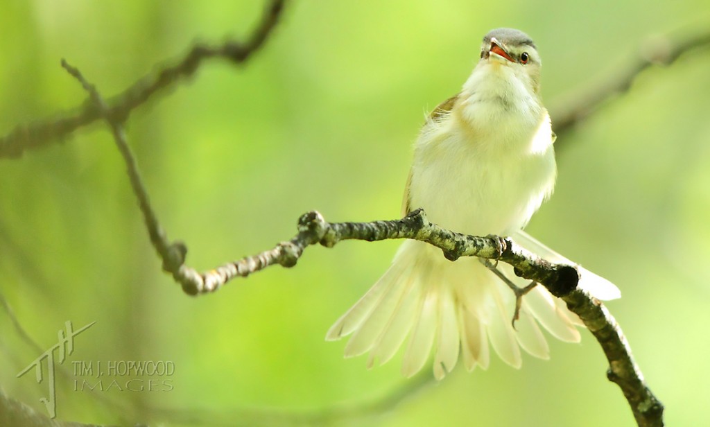 Red-eyedVireo1