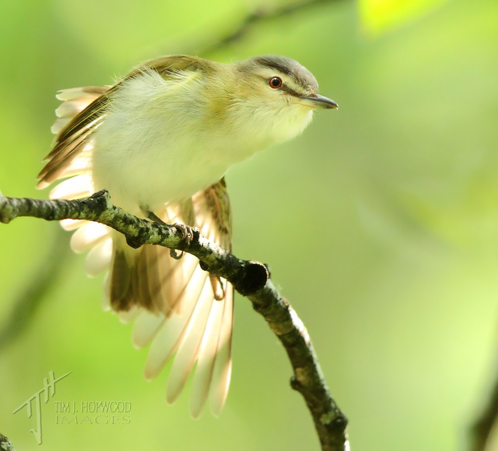 Red-eyedVireo2