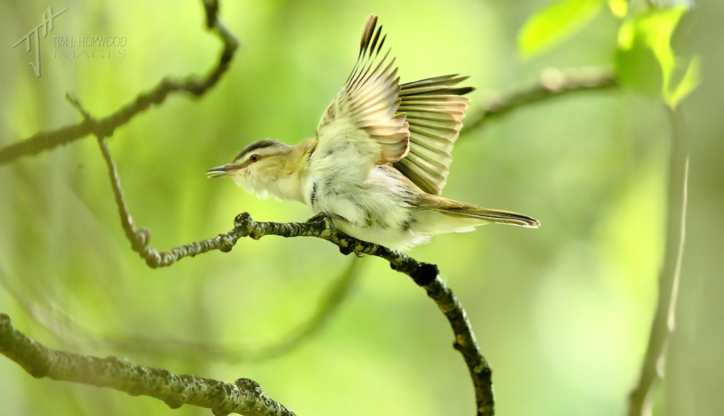 Red-eyedVireo3