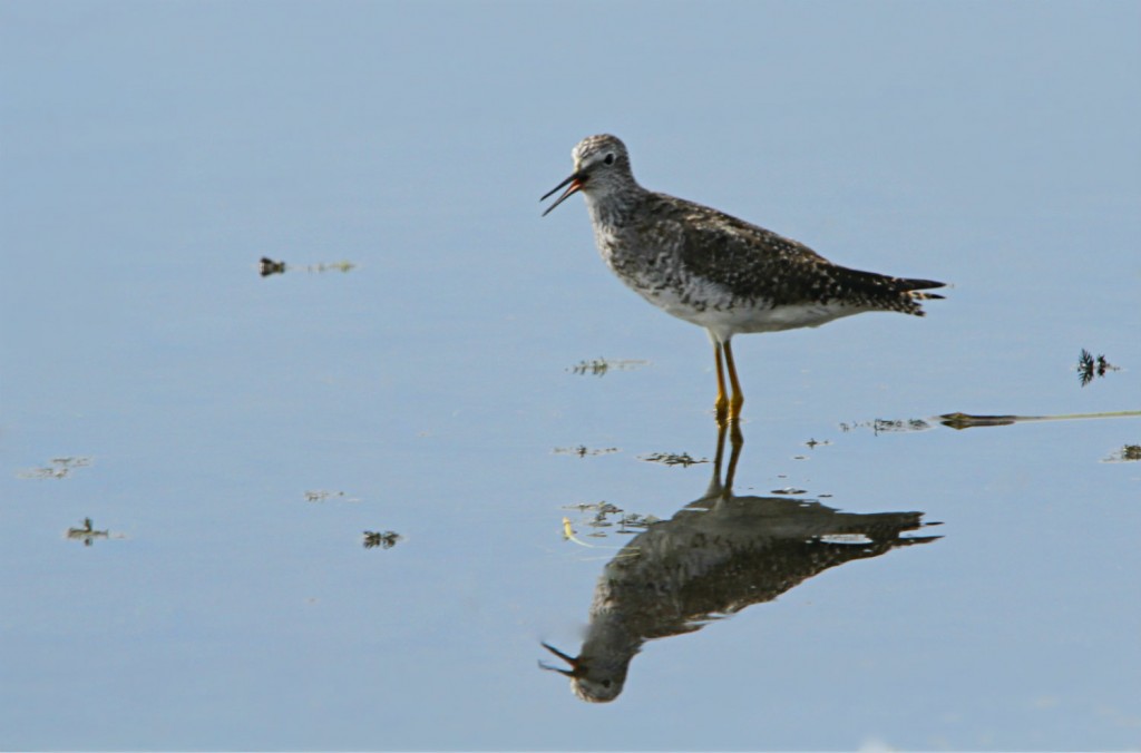 Lesser Yellowlegs