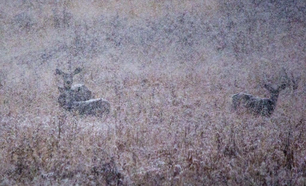 A trio of Mule Deer in the distance Pentax K-5 + Sigma 150-500@500mm 1/640sec., ƒ/6.3, ISO 1600