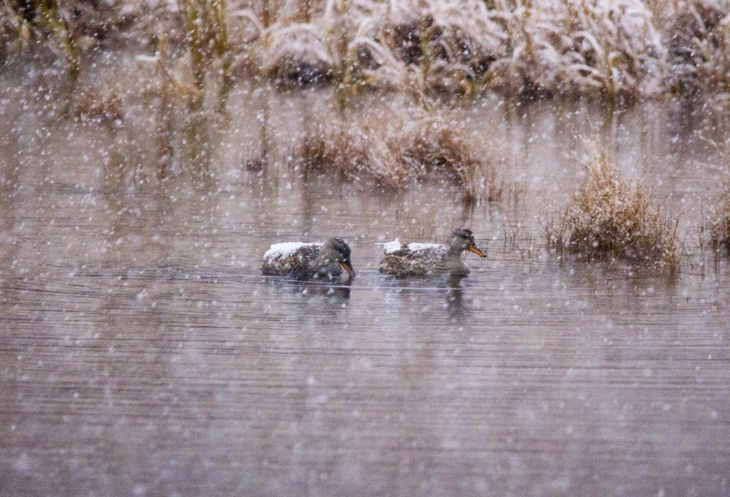 A pair of Gadwall in the heavy snow Pentax K-5 + Sigma 150-500@500mm 1/320sec., ƒ/6.3, ISO 1600