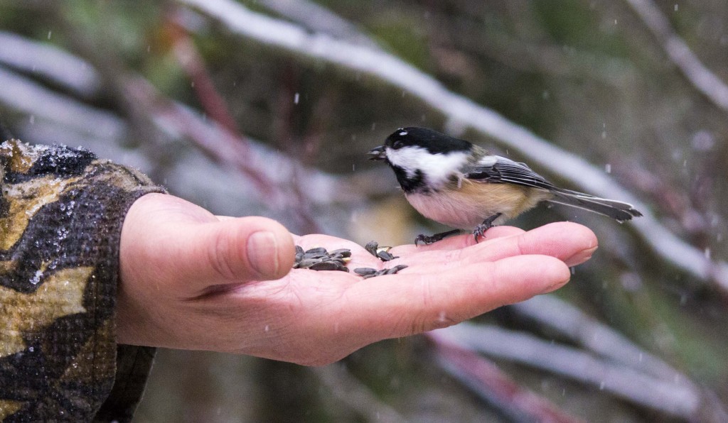 A brave Black-capped Chickadee takes a handout Pentax K-5 + Sigma 150-500@150mm 1/320sec., ƒ/6.3, ISO 1600