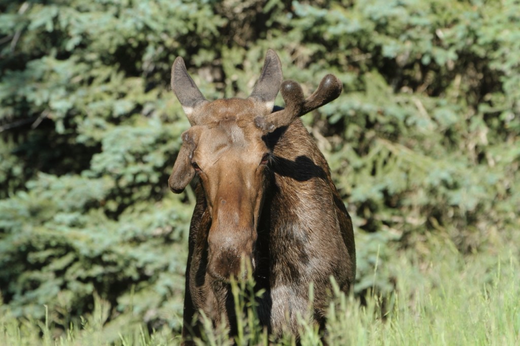 Rob English Moose 1 (1280x853)