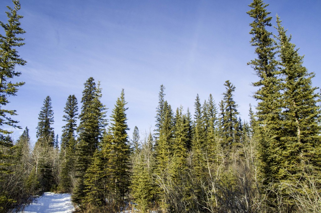 The Weaselhead Pentax K-30 + Sigma 18-250@18mm 1/100sec., ƒ/16, ISO 400