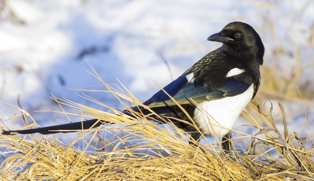 Black-billed Magpie Pentax K-5 + Sigma 150-500@500mm 1/640sec., ƒ/6.3, ISO 1600