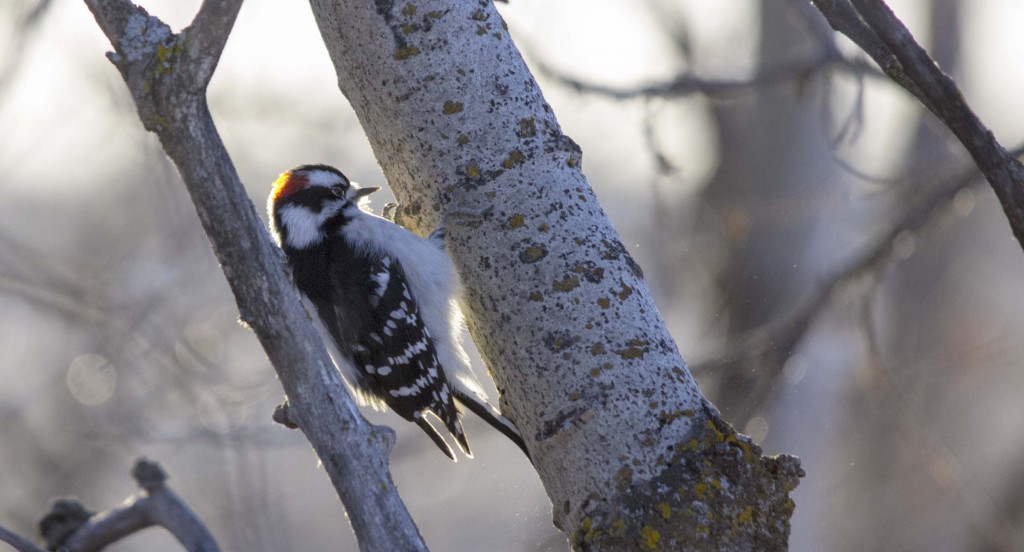 male Downy Woodpecker Pentax K-5 + Sigma 150-500@500mm 1/640sec., ƒ/6.3, ISO 1600