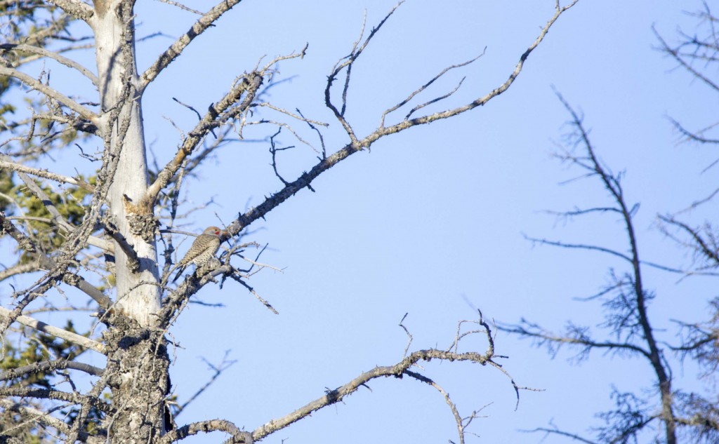 male Northern Flicker Pentax K-5 + Sigma 150-500@500mm 1/800sec., ƒ/8, ISO 320