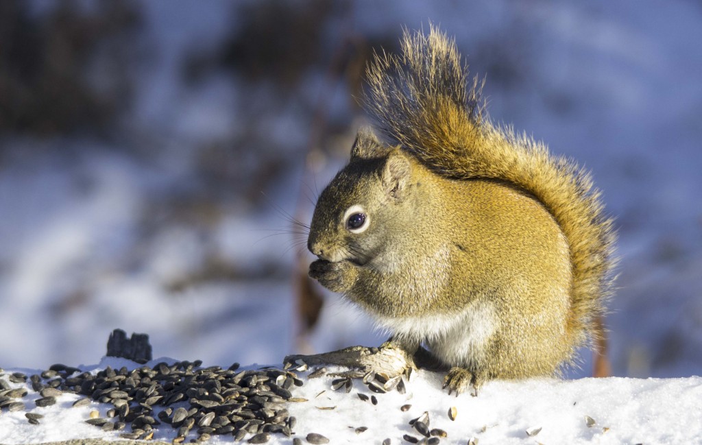 Red Squirrel Pentax K-5 + Sigma 150-500@250mm 1/800sec., ƒ/6.3, ISO 800