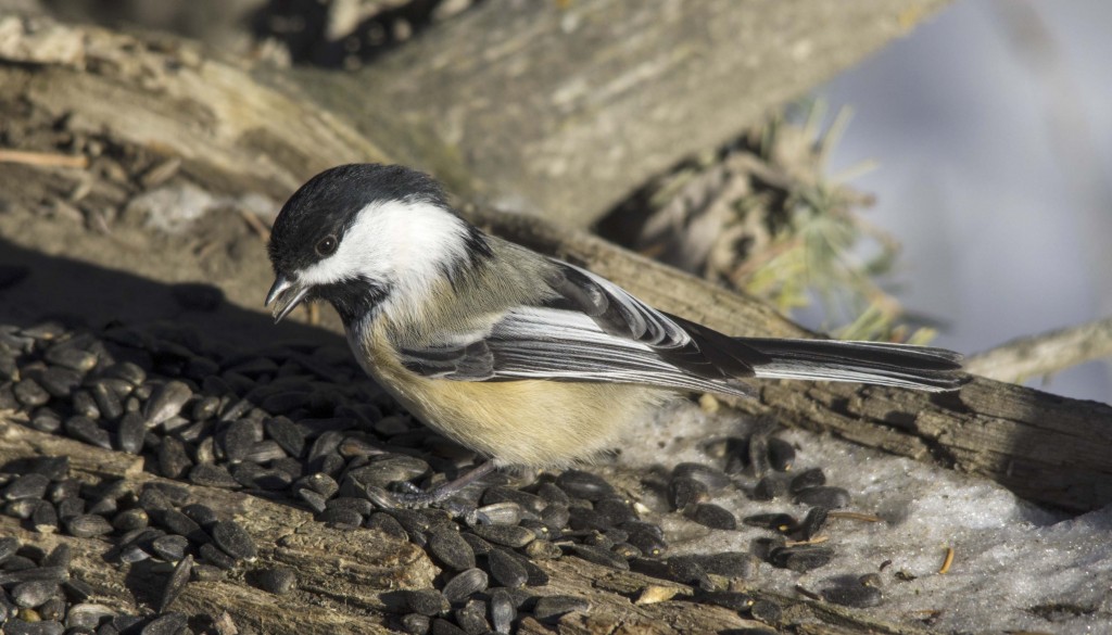 Black-capped Chickadee Pentax K-5 + Sigma 150-500@500mm 1/800sec., ƒ/8, ISO 400