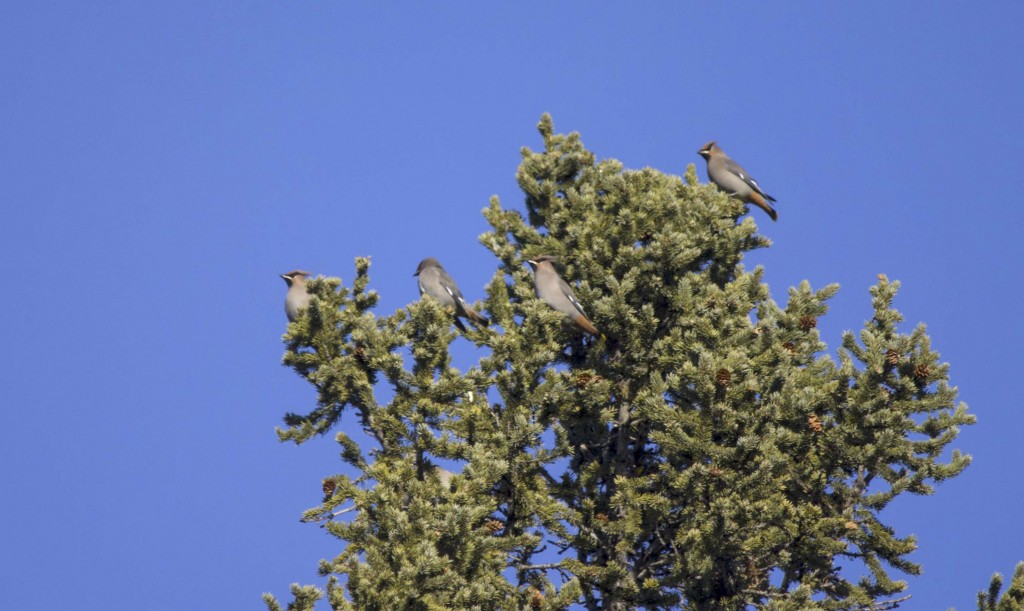 Bohemian Waxwings Pentax K-5 + Sigma 150-500@500mm 1/1000sec., ƒ/6.3, ISO 320