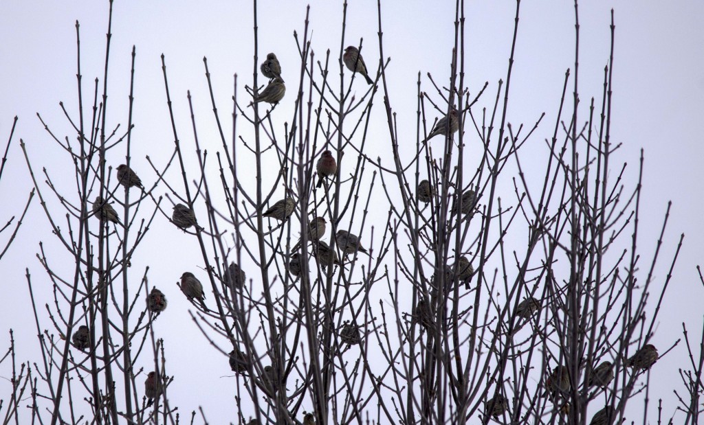 House Finches Pentax K-5 + Sigma 150-500@500mm 1/640sec., ƒ/6.3, ISO 400