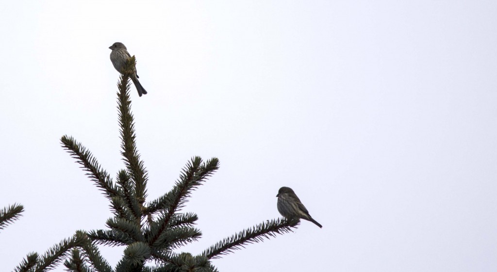 House Finch pair Pentax K-5 + Sigma 150-500@500mm 1/640sec., ƒ/6.3, ISO 250