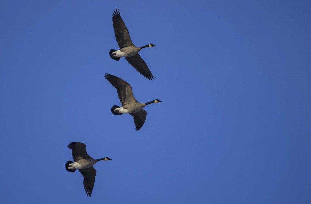 Canada Geese Pentax K-5 + Sigma 150-500@500mm 1/640sec., ƒ/6.3, ISO 250