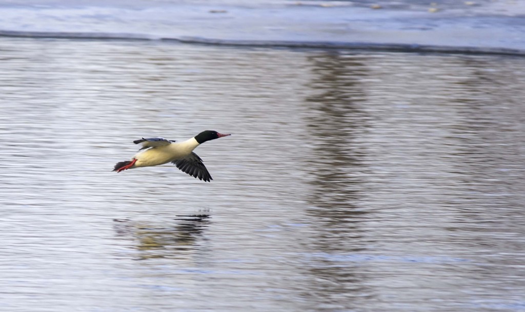 male Common Merganser Pentax K-5 + Sigma 150-500@500mm 1/640sec., ƒ/6.3, ISO 400