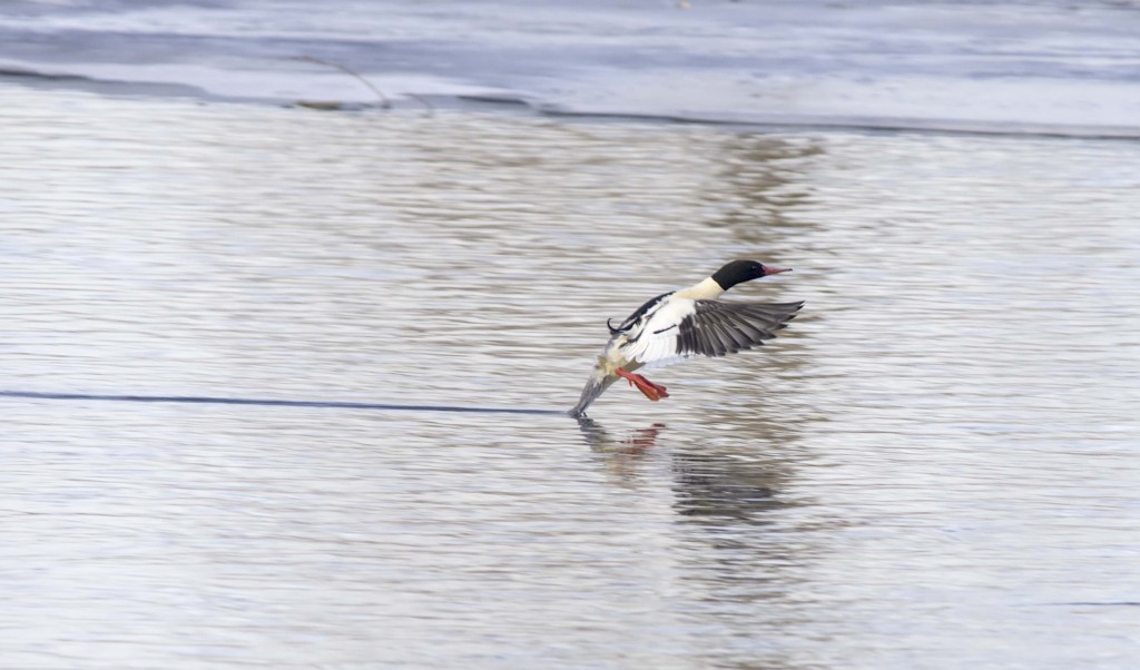 male Common Merganser putting on the brakes Pentax K-5 + Sigma 150-500@500mm 1/640sec., ƒ/6.3, ISO 500