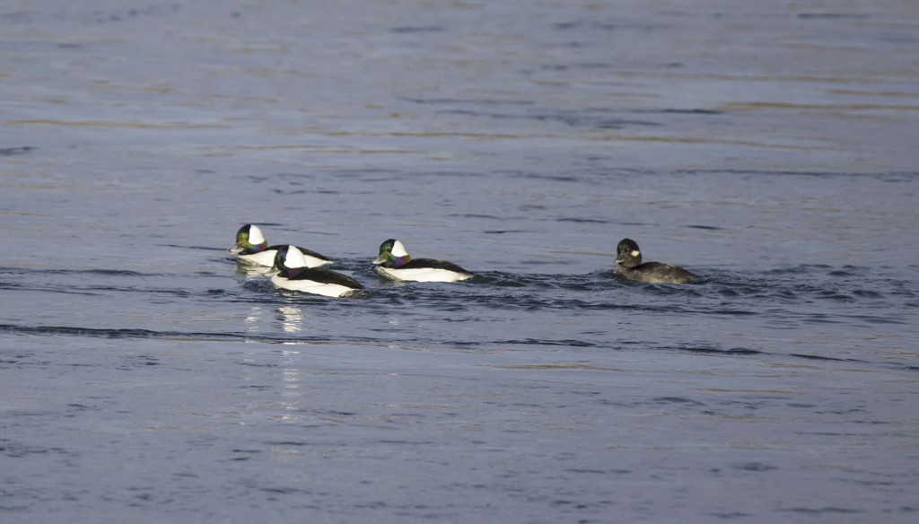 Buffleheads Pentax K-5 + Sigma 150-500@500mm 1/800sec., ƒ/6.3, ISO 320