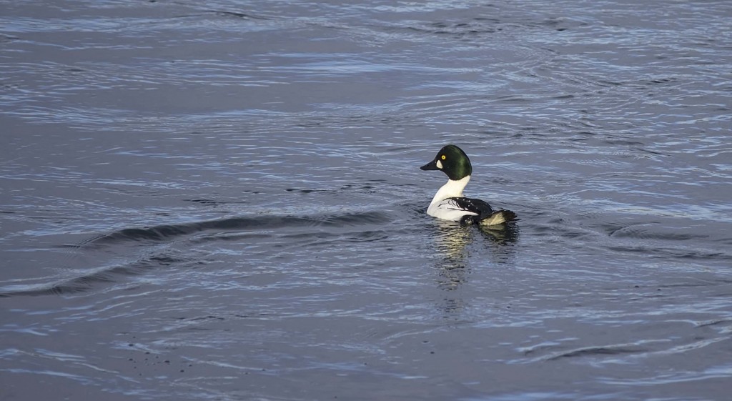 Common Goldeneye Pentax K-5 + Sigma 150-500@500mm 1/800sec., ƒ/6.3, ISO 400