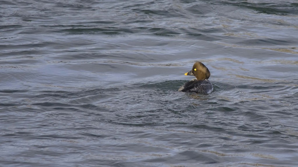 female Common Goldeneye Pentax K-5 + Sigma 150-500@500mm 1/800sec., ƒ/6.3, ISO 500