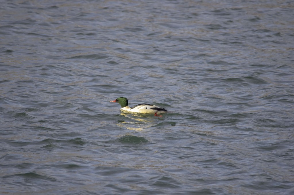 male Common Merganser Pentax K-5 + Sigma 150-500@500mm 1/800sec., ƒ/6.3, ISO 500